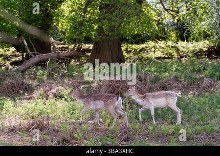 Kent, Großbritannien. Mai 2025. Wetter in Großbritannien. Wilde Hirsche ruhen im Schatten unter Bäumen im Kent-Park, während die Temperaturen auf 29 °C steigen Für Gewitter am Montag wurde eine gelbe Wetterwarnung ausgegeben. Quelle: Xiu Bao/Alamy Live News Stockfoto