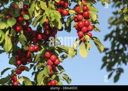Rote Mirabelkirschpflaumen (Prunus domestica syriaca), beleuchtet von der Sonne, wachsen auf wildem Baum, Liptovsky Hradok, Slowakei, Europa Stockfoto