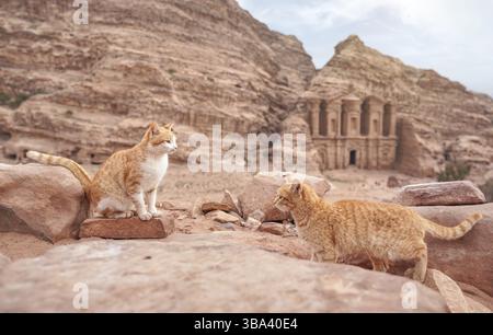 Zwei kleine orangene streunende Katzen ruhen auf roten Felsen, bergige Landschaft in Petra Jordanien, mit Klostergebäude Hintergrund, Jordanien, Asien Stockfoto