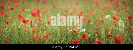 Wilder roter Mohn, der in grünem Weizen wächst. Breites Banner mit geringer Schärfentiefe, nur Frontblumen im Fokus, Ruzomberok, Slowakei, Europa Stockfoto
