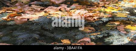 Nahaufnahme eines Weihnachtsbaums mit bunten Herbstblättern Stockfoto