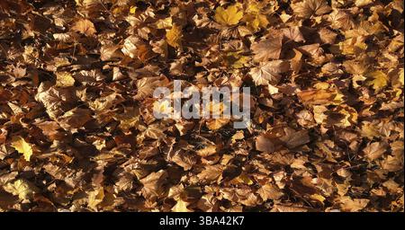 Herbstfarbener Hintergrund mit Blättern. Hintergrund mit Ahornblatt-Textur Stockfoto