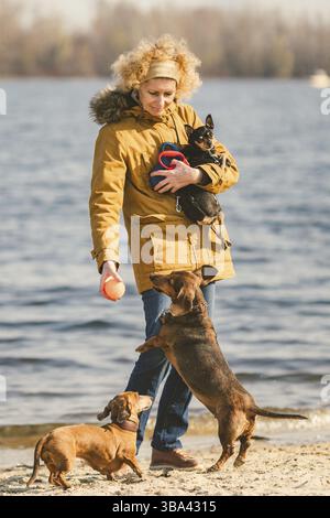 Betrifft viele haustiere, hund Liebhaber auf gehen. Erwachsener, Alter ältere Menschen kaukasischen Frau mit drei Hunden Rasse Dackel und Hände Toy Terrier Besitzer spielt mit Kugel d Stockfoto