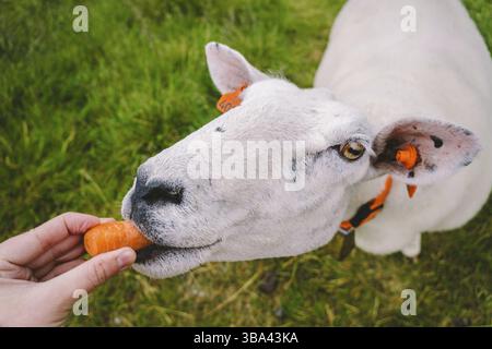 Schafe auf einer Bergfarm an einem bewölkten Tag. Eine Frau ernährt ein Schaf in den Bergen norwegens. Ein Tourist gibt einem Schaf Futter. Idyllische Landschaft von ihr Stockfoto