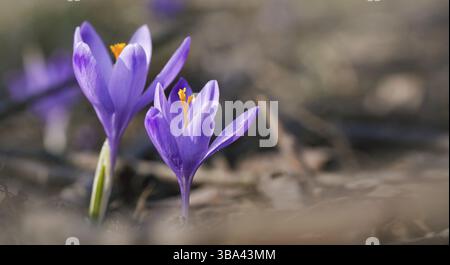Wilde lila und gelbe Iris Crocus heuffelianus verfärben Blüten, die im Schatten wachsen, trockenes Gras und Blätter in der Umgebung, Liptovska Kokava, Slowakei, Europa Stockfoto