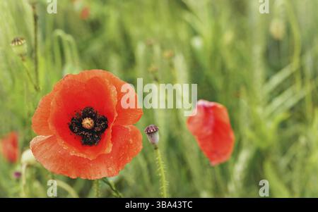 Hellrote Mohnblume wächst auf dem Feld von unreifem grünem Weizen, Nahaufnahme auf rotem Blütenkopf, Ruzomberok, Slowakei, Europa Stockfoto