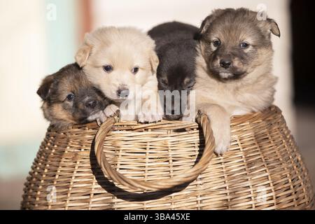 Süße, flauschige Welpen sitzen in einem Korb Stockfoto