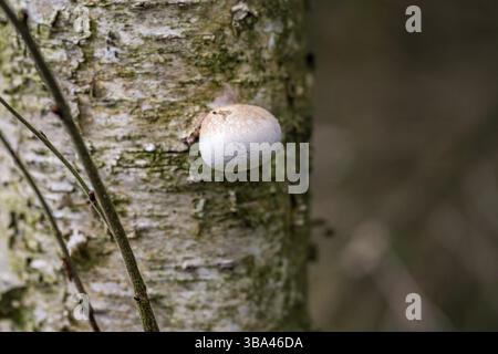 Fomitopsis betulina (früher Piptoporus betulinus), allgemein bekannt als die Birke Polypore, Birke Bracket, oder Rasierklinge, ist ein häufiger Bracket Pilz Stockfoto