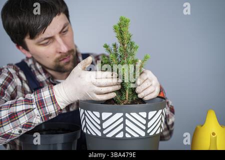 Hände des männlichen Gärtners transplantieren kleine Tanne in neuen Topf im Studio auf grauem Hintergrund. Gartenarbeit und Pflege von heimischen Pflanzen. Umpflanzung Haus Stockfoto