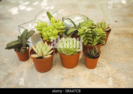 Ausgezeichnete Gruppe von verschiedenen Sukkulenten in Töpfen. Gartendekoration für die Seele Stockfoto