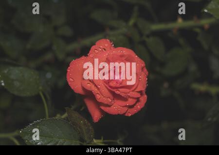 Eine schöne rote Korallenrose auf grünem Ast mit Wassertropfen auf grünem dunklem Hintergrund. Künstlerisches Bild der bunten Blume für Grußkarten Stockfoto