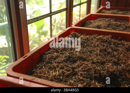 Detail von großen ceylon-Tee (orange Pekoe Blätter getrocknet) in Kunststoff-Boxen, mit grünen Landschaft hinter Fenstern. Kadugannawa Teefabrik, Kandy, Sri L. Stockfoto
