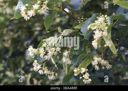 Weiße Linde Tilia kordata Blumen auf Ästen, grüne Blätter Hintergrund, Nahaufnahme Detail, Nemojany, Tschechische Republik, Europa Stockfoto