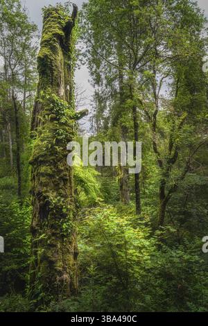 Hoher alter Baumstamm, der von Sonnenlicht beleuchtet und von grünem Moos und Efeu bedeckt ist, im wunderschönen Glenariff Forest Park, Antrim, Nordirland Stockfoto