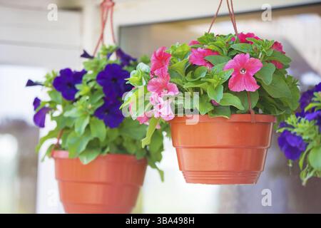 Mehrfarbige städtische Petunienblüten in Hängetöpfen Stockfoto