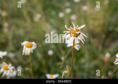 Verwelkte Gänseblümchen auf einem Feld Stockfoto