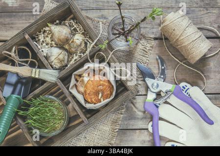 Garten und Pflanzen Konzept. Sämlinge, Gartengeräte, Knollen (Glühlampen) Gladiolen und Hyazinthe, Zweig der Bäume mit Knospen im Holzkasten. Getönten und pro Stockfoto