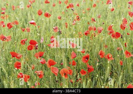 Hellroter Mohn, der auf unreifem Weizenfeld wächst, Ruzomberok, Slowakei, Europa Stockfoto