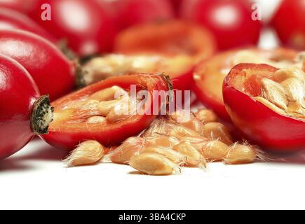 Hagebutten Rosa Canina Früchte, in Halbsamen geschnitten sichtbare Makronaht Detail, isoliert auf weißem Hintergrund, Liptovsky Hradok, Slowakei, Europa Stockfoto