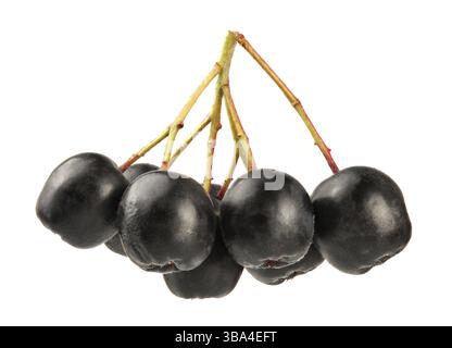 Aronia (Chokeberry) Früchte mit Stielen, isoliert auf weißem Hintergrund, Liptovsky Hradok, Slowakei, Europa Stockfoto