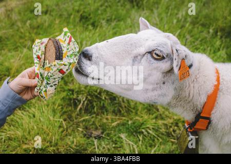Schafe auf einer Bergfarm an einem bewölkten Tag. Eine Frau ernährt ein Schaf in den Bergen norwegens. Ein Tourist gibt einem Schaf Futter. Idyllische Landschaft von ihr Stockfoto