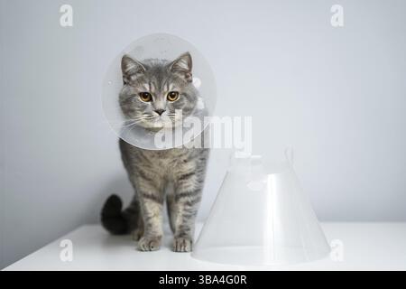Graue Schottische gerade Katze mit gelben Augen im medizinischen Halsband posiert im Studio auf grauem Hintergrund. Elisabethanischen Kragen. Hauskatze in schützender Colla Stockfoto