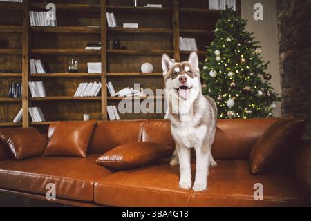 Welpe männlichen sibirischen Husky von weiß beige Farbe im Inneren Wohnzimmer bekommt Vergnügen auf rotem Ledersofa gegen von Bibliothek und Weihnachtsbaum in even Stockfoto