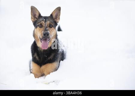 Lustiger Schäferhund spielt im Winter im Schnee. Deutscher Schäferhund an einem Wintertag Stockfoto
