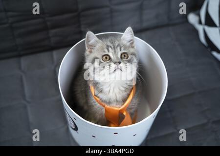 Cute Katze Kind der grauen Farbe Scottish Straight Rasse in Form von Geschenk in Box mit Herz zu Hause. Tabby Kätzchen spielt mit einer Geschenkverpackung auf der Couch. Stockfoto