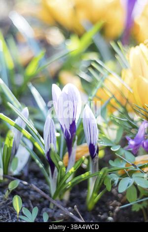 Schönen Frühling violett-weiß und gelb blüht Krokusse auf Bokeh Hintergrund in sonnigen Frühlingstagen Wald unter Sonnenstrahlen. Urlaub Ostern, Valentinstag, mothe Stockfoto