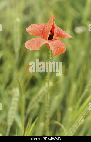 Frische junge wilde Mohnblume, Blüte bedeckt mit Regentropfen, wächst auf grünem Feld mit unreifem Weizen, Nahaufnahme, Ruzomberok, Slowakei, Europ Stockfoto