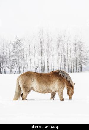 Hellbraunes Haflinger-Pferd, das auf schneebedecktem Winterfeld weht, verschwommene Bäume im Hintergrund, vertikales Foto von Side, Vychodna, Slowakei, Europa Stockfoto