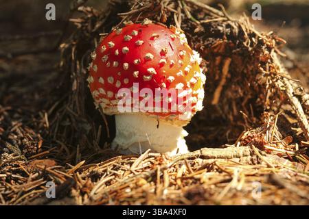 Kleiner Rotwein-Pilz Amanita muscaria wächst im Wald auf trockener Tanne, beleuchtet von der Sonne, Vychodna, Slowakei, Europa Stockfoto