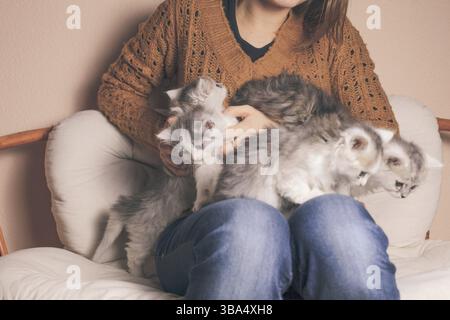 Vier Kätzchen auf den Knien des Mädchens schließen sich an Stockfoto