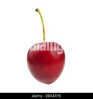 Einzelne rote Mirabele-Pflaume (Prunus domestica syriaca) Frucht isoliert auf weißem Hintergrund, Liptovsky Hradok, Slowakei, Europa Stockfoto