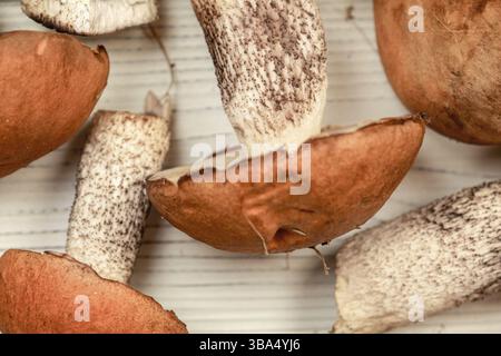 Frisch geerntete Waldpilze (Sorte Leccinum aurantiacum) auf weißem Brett, bereit zur Reinigung, geringe Tiefe des Feldes Foto, nur Stiel in f Stockfoto
