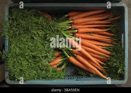 Ein Bündel Karottenwurzeln mit grünen Blättern in blauer Plastikbox auf dem Markt, Blick von oben, Liptovsky Hradok, Slowakei, Europa Stockfoto