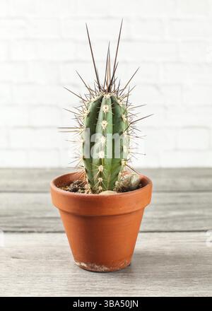 Kleiner Kaktus im Topf auf grauem Holztisch Stockfoto