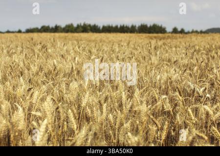 Wheat field lit by afternoon sun with forest in background, Liptovsky Hradok, Slovakia, Europe Stockfoto