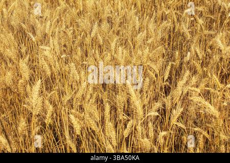 Wheat field, lit by afternoon sun. Abstract summer background, Liptovsky Hradok, Slovakia, Europe Stockfoto