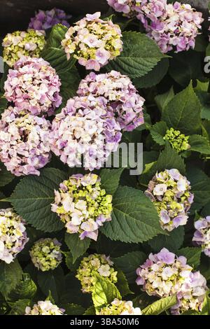 Rosa Hortensie Blumen auf den Busch im Blumengarten Stockfoto
