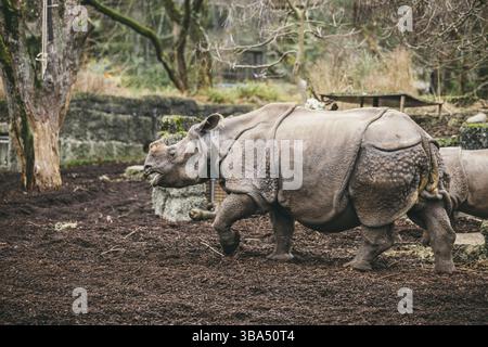 Mutter Und Baby Rhino. Indische Nashörner mit Kalb. Nashörner unicornis. Weibliches Nashorn mit seinem neugeborenen Baby Stockfoto