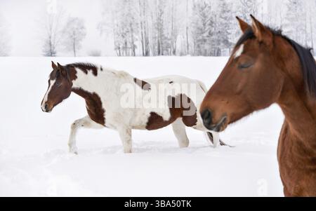 Zwei Pferde in einem schneebedeckten Land, Bäume im Hintergrund. Fokus auf weiß braun getupft, Vychodna, Slowakei, Europa Stockfoto