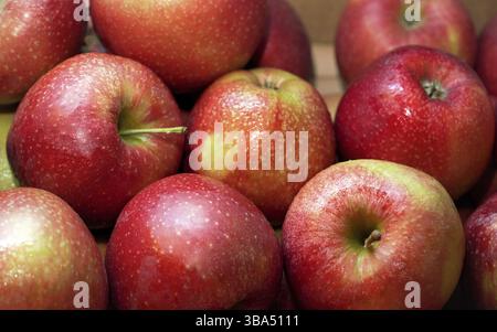 Hellrote Äpfel, mit wenigen nassen Tropfen, ausgestellt auf dem Lebensmittelmarkt, Nahaufnahme, Liptovsky Hradok, Slowakei, Europa Stockfoto
