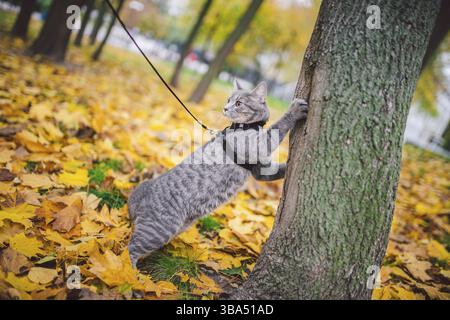 Männliche Katze Haustier graue Wollstreifen jung gute Form, gekleidetes Katzenleine Gurtzeug klettert auf einen Baum für die Vogeljagd, aufmerksamer Blick und Krallen sind V Stockfoto