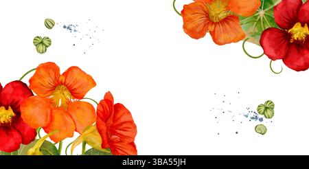 Ein atemberaubendes und wunderschönes Arrangement mit einer Reihe von bunten Kapuzinerknotenblüten in einem schönen Aquarelldesign. Handgezeichnete Aquarellkomposition isoliert auf transparentem Hintergrund. Stockfoto