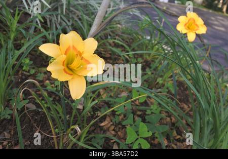 Batiklilien, nach ihrem Namen gelb-orange Batiklilien genannt, ähneln Narzissen. Diese schönen Blumen sollen in Gräben reichlich wachsen. Stockfoto