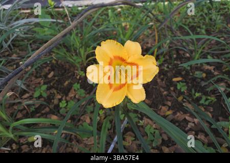 Batiklilien, nach ihrem Namen gelb-orange Batiklilien genannt, ähneln Narzissen. Diese schönen Blumen sollen in Gräben reichlich wachsen. Stockfoto