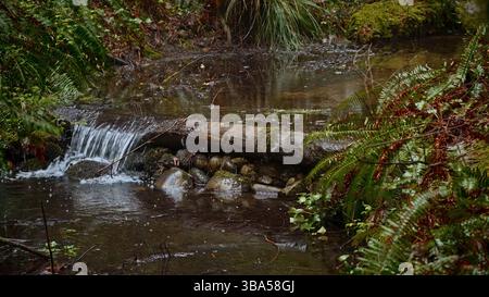 Kleiner Wasserfall, der über Felsen fließt und sich im üppigen Regenwald niederschlägt Stockfoto