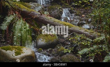 Gefallener Baumstamm bedeckt mit Moos über einem Bach in einem üppigen Wald Stockfoto